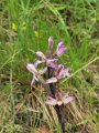 (12) Violet Birdsnest Orchid (Limodorum arbortivum)